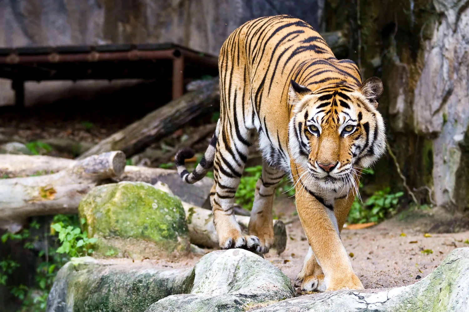 ZOO Hluboká